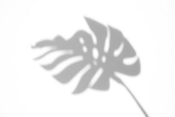 monstera shadow overlay effect,realistic sunmmer sunlight tropical leaves shadows isolated on transparent png background