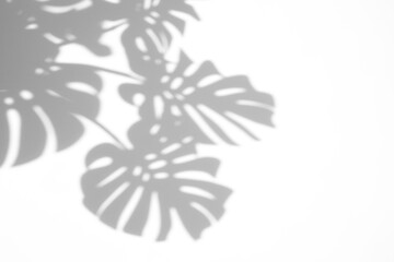 monstera shadow overlay effect,realistic sunmmer sunlight tropical leaves shadows isolated on...