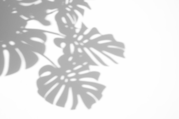 monstera shadow overlay effect,realistic sunmmer sunlight tropical leaves shadows isolated on transparent png background
