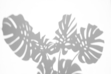 monstera shadow overlay effect,realistic sunmmer sunlight tropical leaves shadows isolated on...