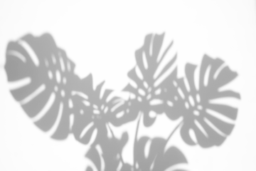 monstera shadow overlay effect,realistic sunmmer sunlight tropical leaves shadows isolated on transparent png background