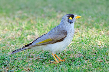 A noisy miner (Manorina melanocephala) perched on the ground, South Australia