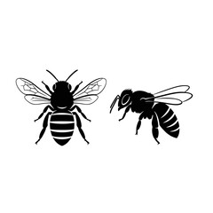 Fototapeta premium Two bees, one with wings spread and one in profile, isolated on white background