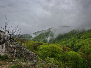 A view from Buzgó-kő shows dense spring forest under drifting fog. The rocky foreground adds to...