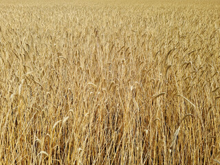 endless field of high rye plants in golden colors already dry and ready for harvesting