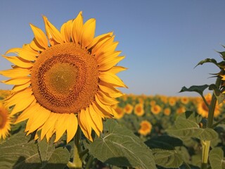 Sunflowers are incredibly beautiful and original