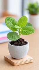 Small green potted plant with textured leaves sits on a wooden coaster indoors