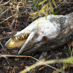 The head of a large dead pike on the shore
