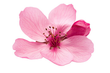 Obraz premium Marvel at the beauty of a delicate pink flower isolated on a pristine white background, showcasing its intricate petals and striking color