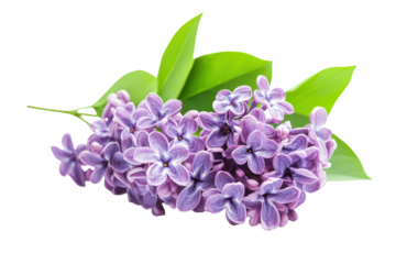 Lilac flowers with fresh green leaves isolated on a white background showcasing their natural beauty and vibrant colors