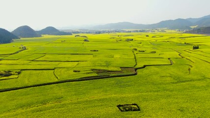 Explore breathtaking ten thousand acres of rapeseed flowers in Luoping Yunnan at Jinji Peak Bush during peak bloom season
