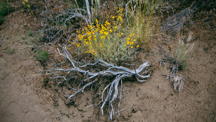 Yellow Flowers and Sun-Bleached Wood in California