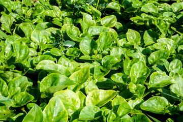 Watercress, small seedlings in the vegetable bed in the garden, in the morning, showing bright sunlight.