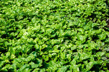 Watercress, small seedlings in the vegetable bed in the garden, in the morning, showing bright sunlight.