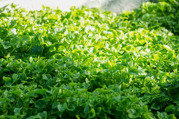 Watercress, small seedlings in the vegetable bed in the garden, in the morning, showing bright sunlight.