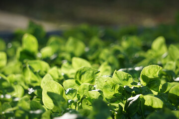 Watercress, small seedlings in the vegetable bed in the garden, in the morning, showing bright sunlight.