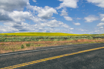 Eastern Washington Canola Field Under Blue Sky