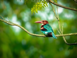White throated kingfisher perched on a tree branch in a lush green forest