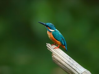 White throated kingfisher perched on a tree branch in a lush green forest