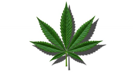 Green cannabis leaf image