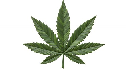 Marijuana leaf image isolated