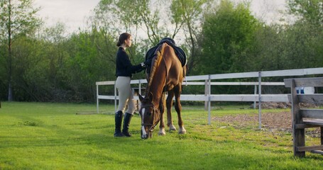 The rider checks the saddle before riding the horse. Summer day