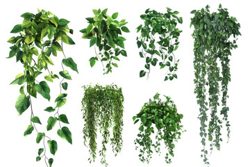 Set of diverse forest plants and trees highlighting various leaf types and growth patterns in a lush green environment