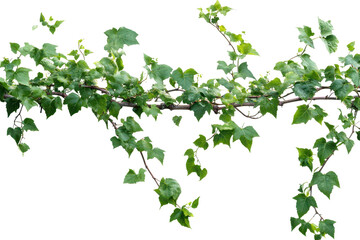 Climbing vine plant with lush green leaves displayed against a white background, showcasing its natural beauty and intricate growth pattern