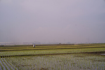 Beautiful scenery of green rice fields on a gray afternoon. Newly planted rice field landscape in summer. Agricultural industry in the countryside. Graphic Resources. Negative space.