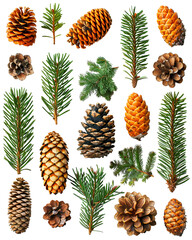 Fototapeta premium Pine cones and evergreen branches winter nature collection