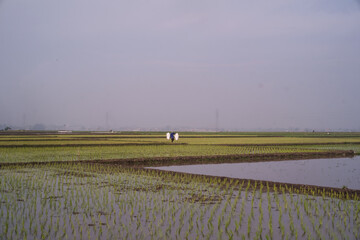 Beautiful scenery of green rice fields on a gray afternoon. Newly planted rice field landscape in summer. Agricultural industry in the countryside. Graphic Resources. Negative space.