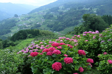 山間に咲く紫陽花　（高知県　大豊町八畝）