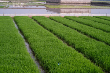 Rice field landscape with densely planted green rice seedlings. The process of growing rice seedlings by planting them closely together in a muddy rice field. Agriculture Industry themes. Negative spa