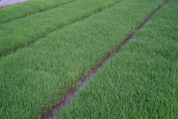 Rice field landscape with densely planted green rice seedlings. The process of growing rice seedlings by planting them closely together in a muddy rice field. Agriculture Industry themes. Negative spa
