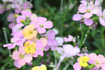 庭に植えたピンクのエリシマム