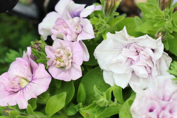 薄いピンク色の八重咲きのペチュニア