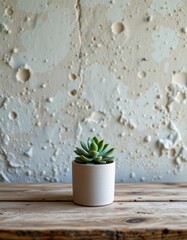 Elegant Green Succulent Plant in Simple White Pot on Rustic Wooden Table Background