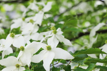 ヤマボウシの白い花