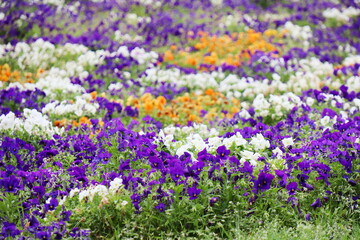 青紫と白のビオラの花畑