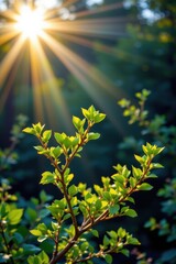 Obraz premium Sunlight Shining Through Green Leaves on Branch in Nature Setting During Daytime