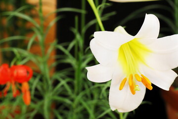 Obraz premium 赤い花を咲かせる希少品種のユリ 松の光