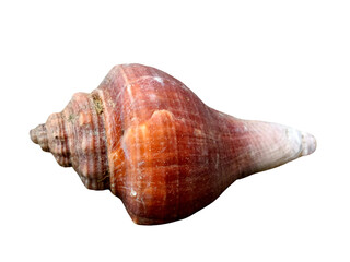 A reddish-brown conch shell with a spiral design and smooth texture, tapering to a pointed end.