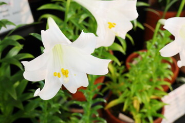真っ白な花を咲かせるテッポウユリ