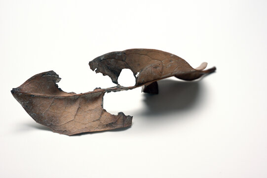 空間に置いた落ち葉09