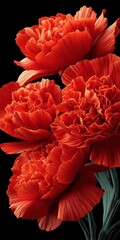 Textured red carnation flowers with green stems against a dark background close up detail