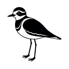 snowy plover