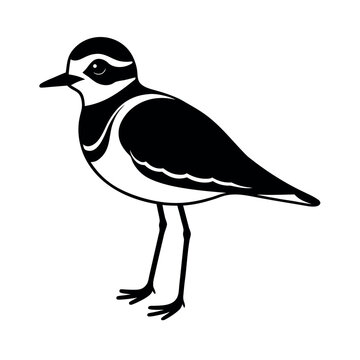 snowy plover