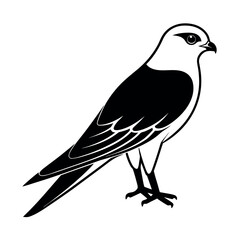 white tailed kite