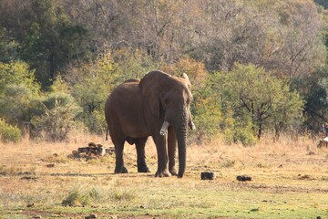 A solitary African elephant stands in the golden South African bush, surrounded by tranquil trees and dry grassland. 