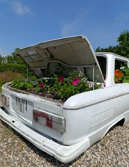 an unusual flower bed, an old car as a flower bed, a botanical garden